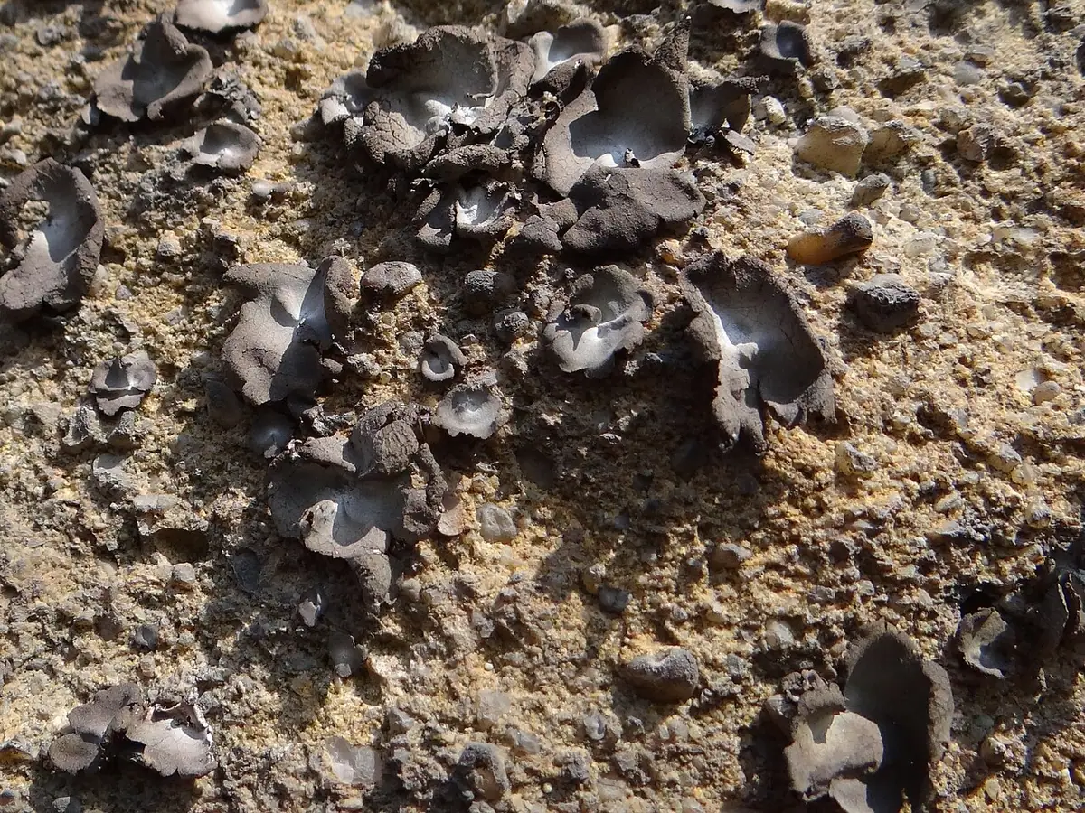 Kruszownica szorstka (Umbilicaria hirsuta) — zdjęcie 1 z 4