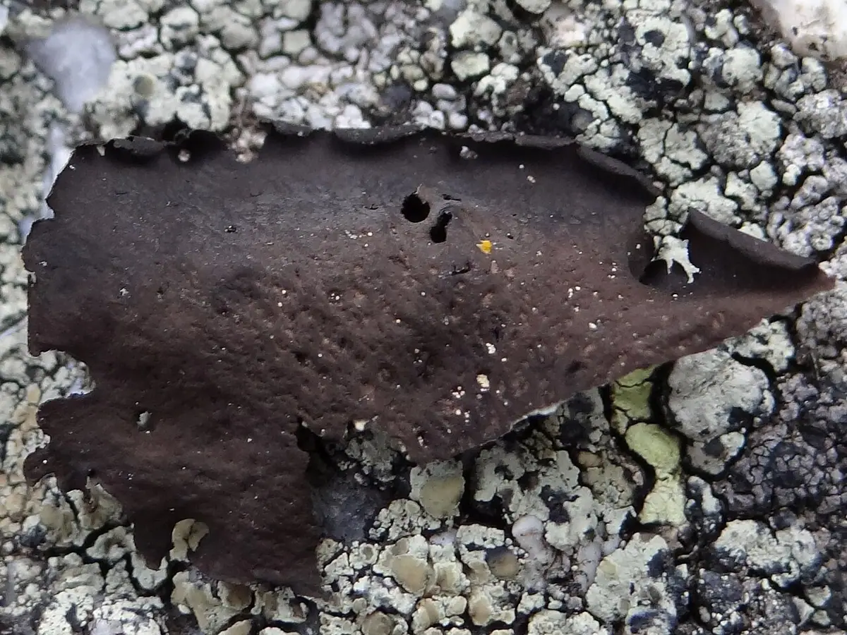 Kruszownica wielolistkowa (Umbilicaria polyphylla) — zdjęcie 1 z 4