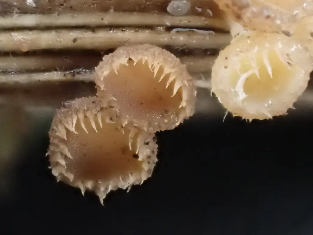 Kubeczka koroniasta (Cyathicula coronata) — zdjęcie 1 z 4