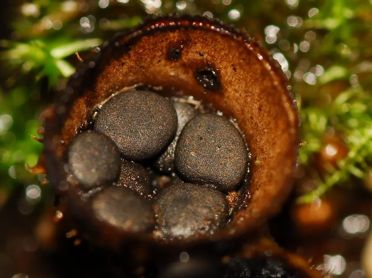 Kubek gnojowy (Cyathus stercoreus) — zdjęcie 1 z 4