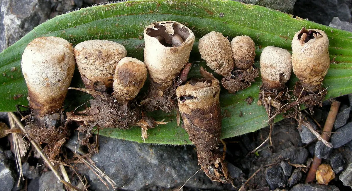 Kubek ołowianoszary (Cyathus olla) — zdjęcie 1 z 4
