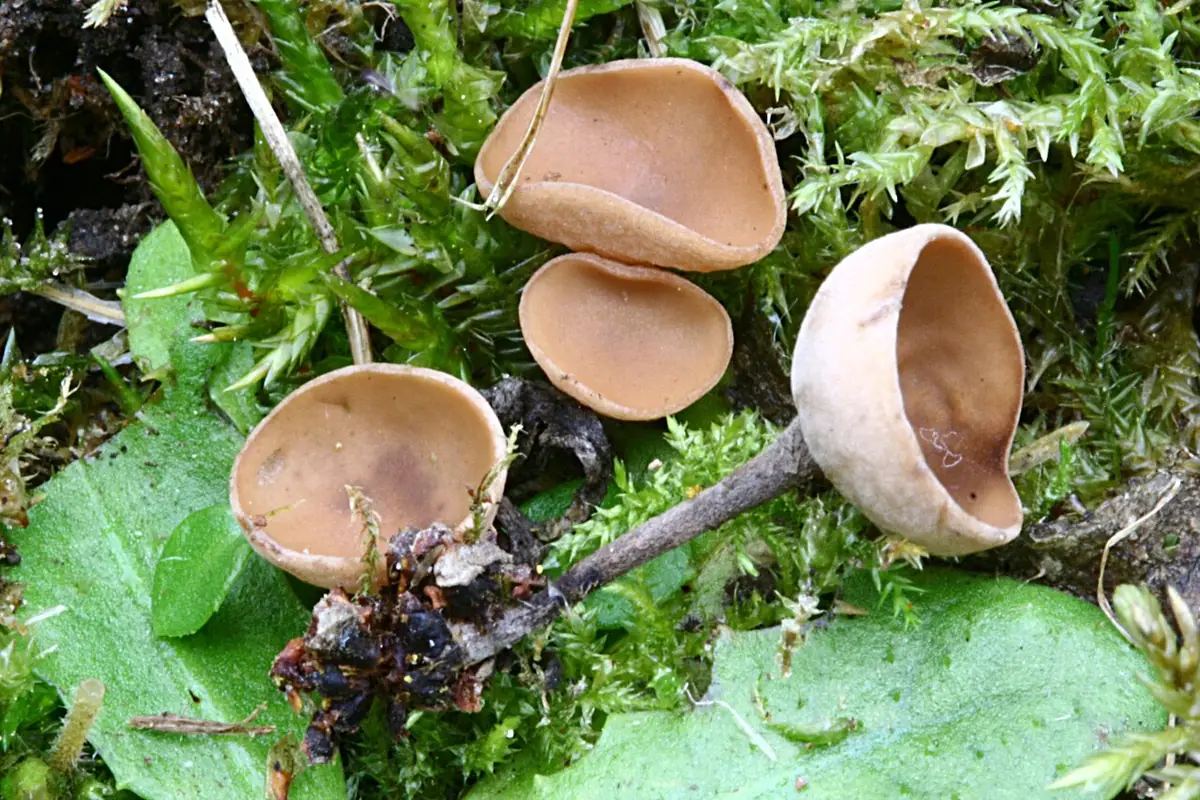 Kubianka leszczynowa (Ciboria coryli) — zdjęcie 1 z 4