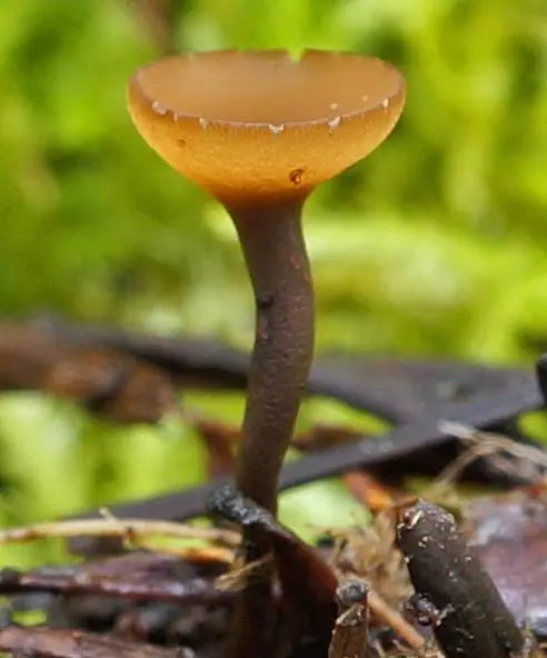 Kubianka rudawa (Ciboria rufofusca) — zdjęcie 1 z 4