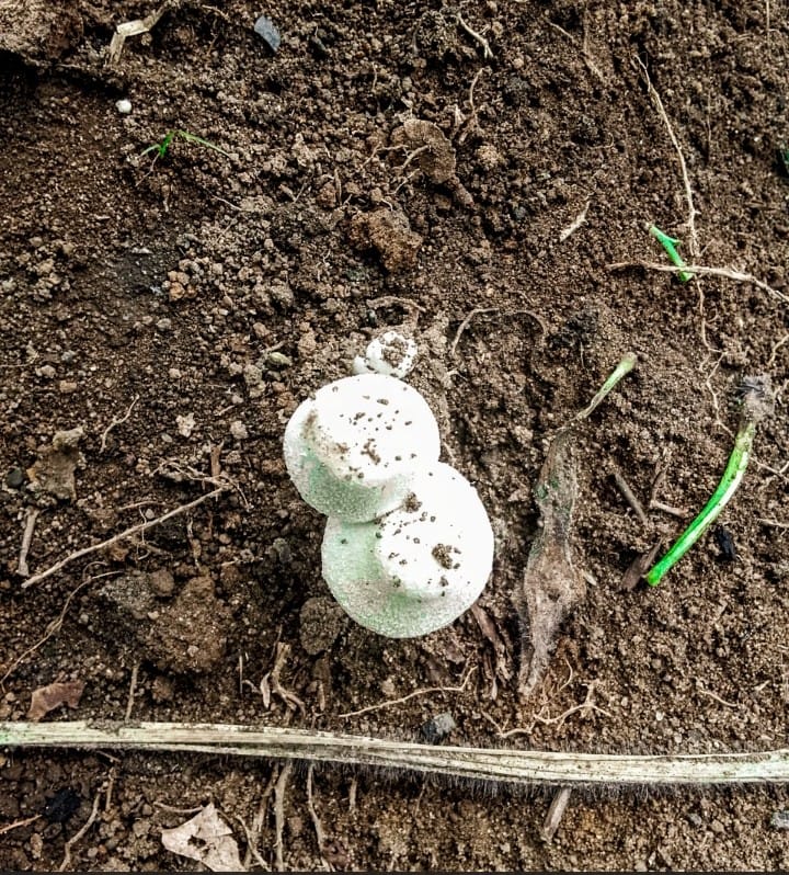 Kurzaweczka korzeniasta (Lycoperdon radicatum)