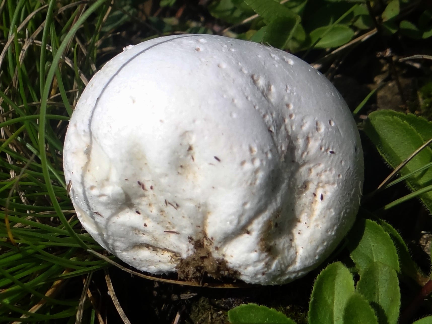 Kurzawka czerniejąca (Bovista nigrescens)