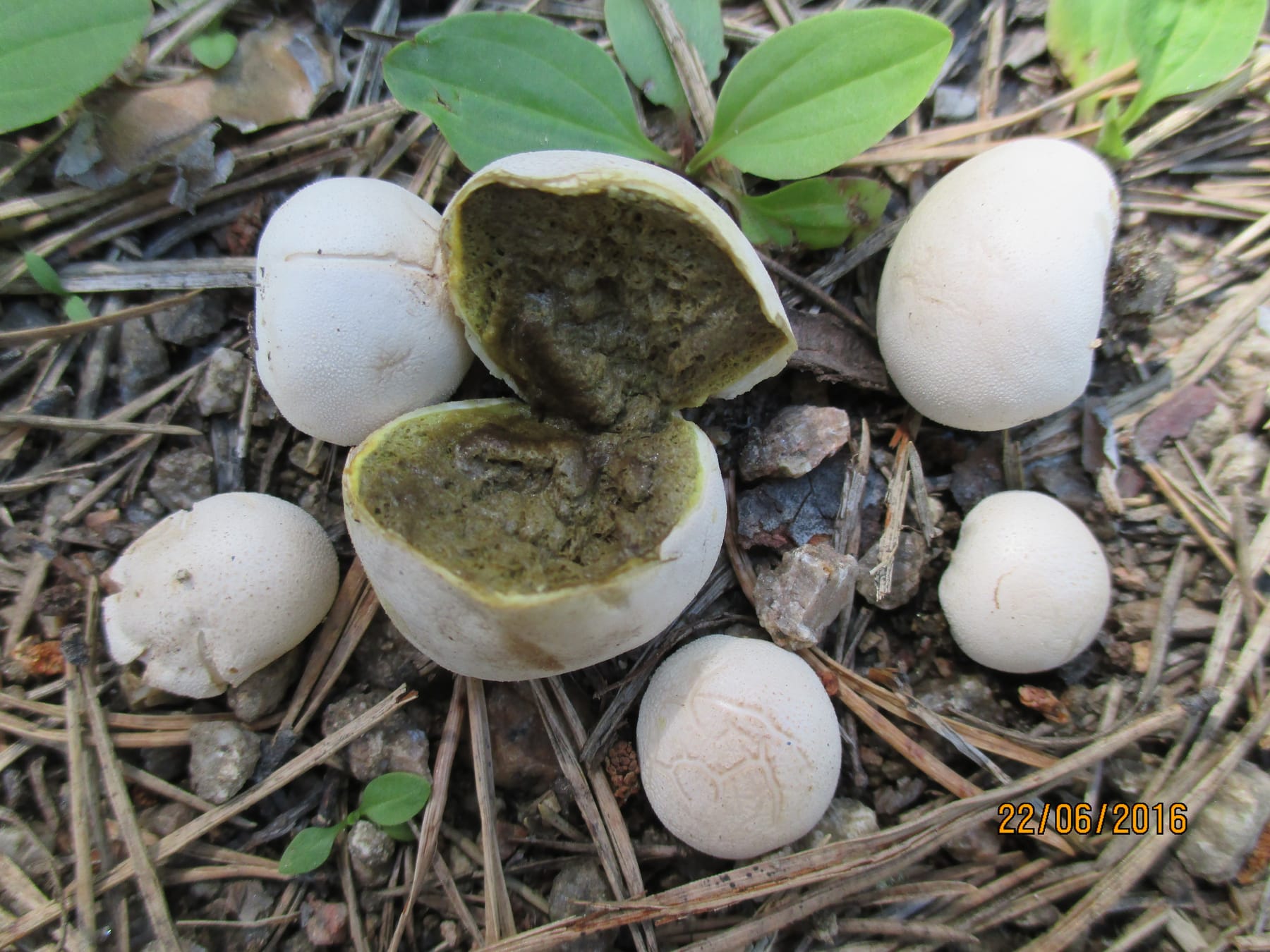 Kurzawka drobniutka (Bovista pusilla) — zdjęcie 1 z 4