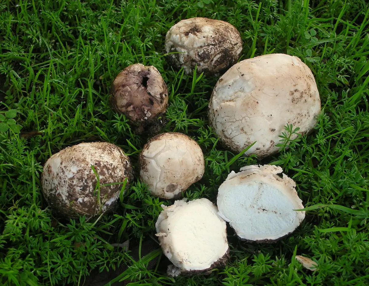 Kurzawka ołowiana (Bovista plumbea)