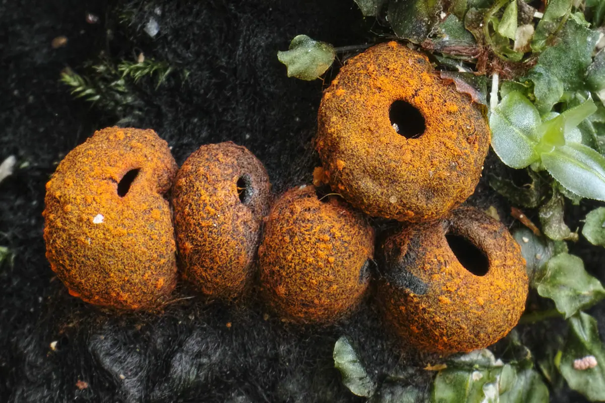 Kustrzebeczka czarna (Plectania melastoma) — zdjęcie 1 z 4
