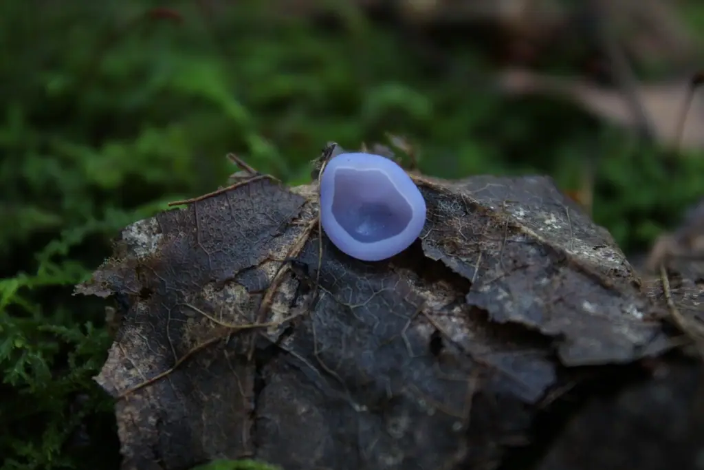 Kustrzebka (Peziza spp.) — zdjęcie 1 z 4