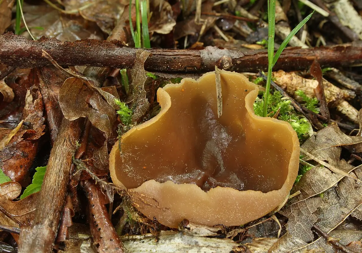 Kustrzebka bukowa (Peziza arvernensis) — zdjęcie 1 z 4