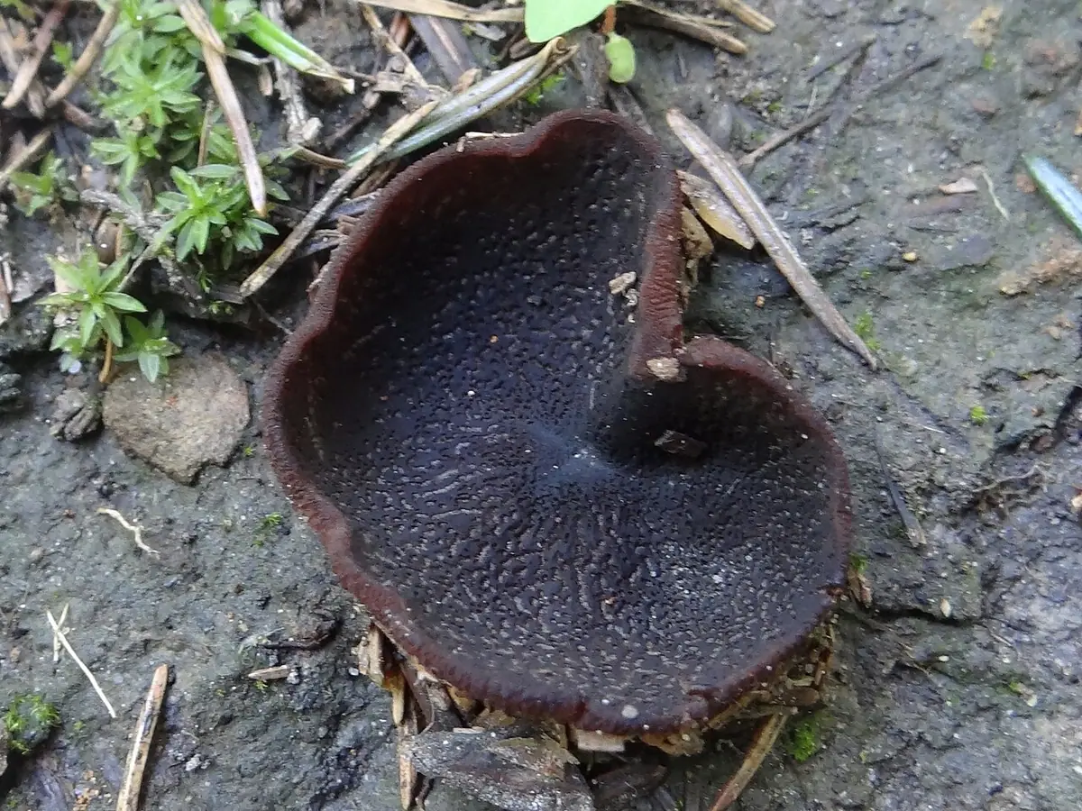 Kustrzebka czarnofioletowa (Peziza saniosa)