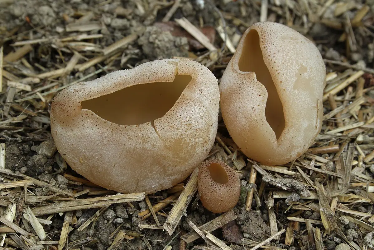 Kustrzebka pęcherzykowata (Peziza vesiculosa) — zdjęcie 1 z 4