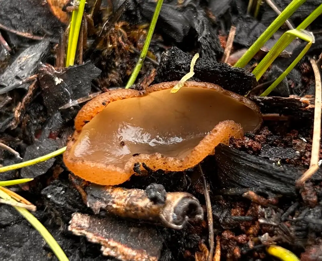 Kustrzebka szorstkozarodnikowa (Peziza echinospora) — zdjęcie 1 z 4