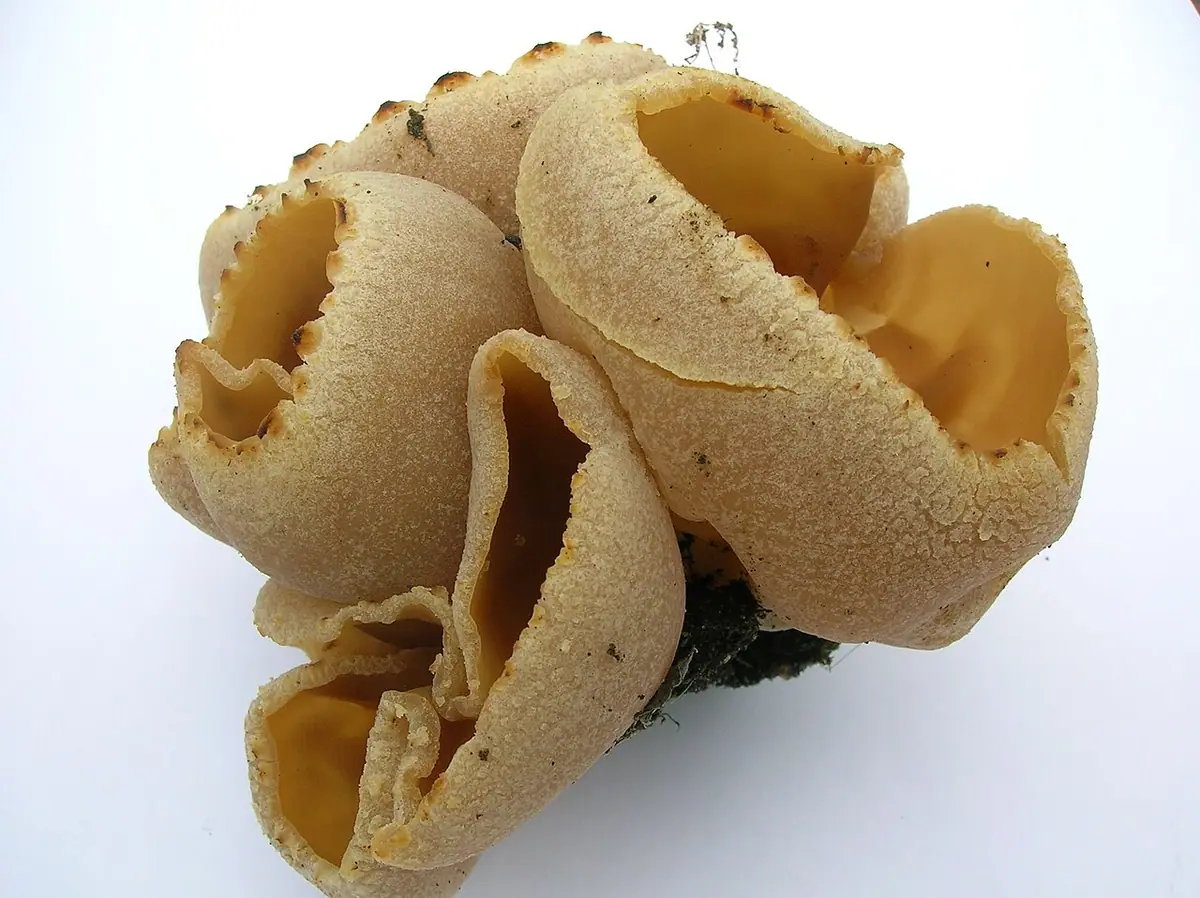 Kustrzebka woskowa (Peziza cerea) — zdjęcie 1 z 4