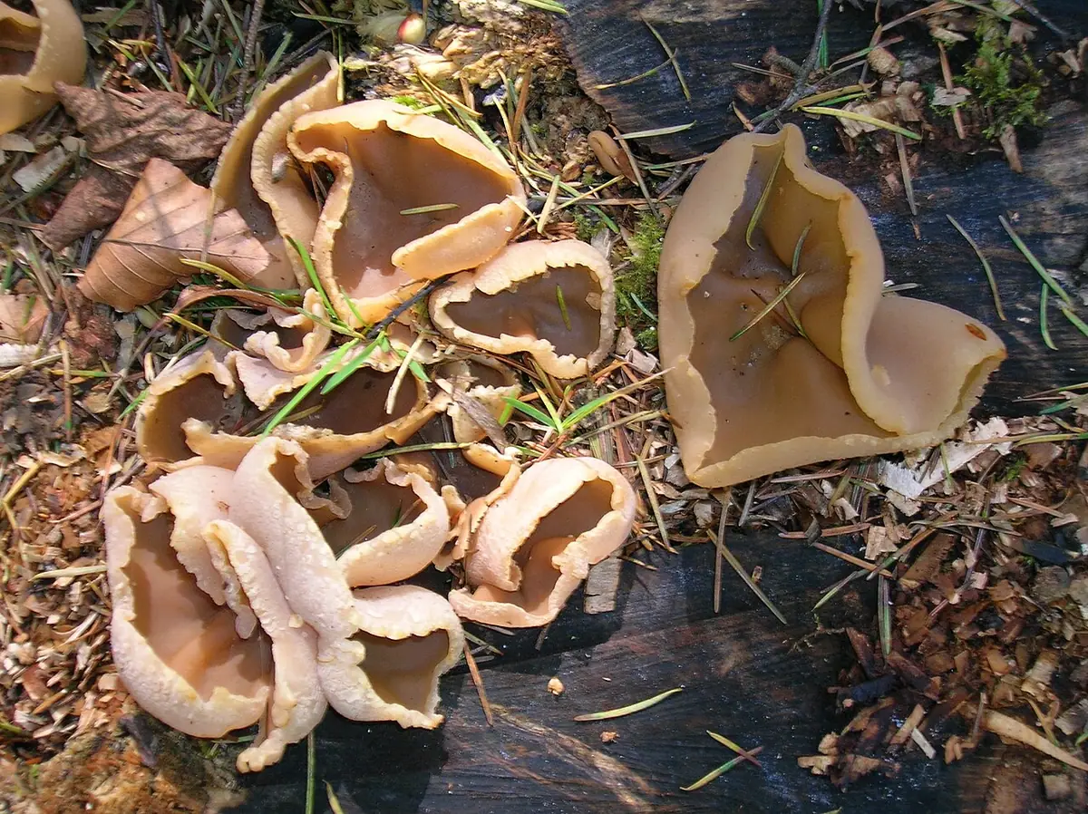 Kustrzebka wygięta (Peziza repanda) — zdjęcie 1 z 4