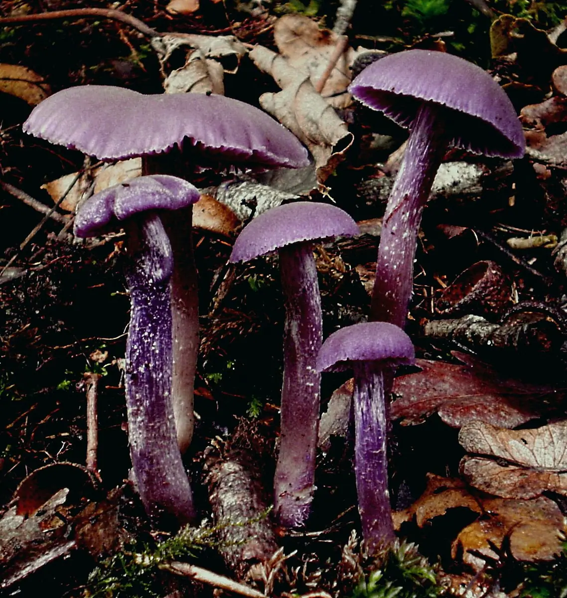 Lakówka ametystowa (Laccaria amethystina)