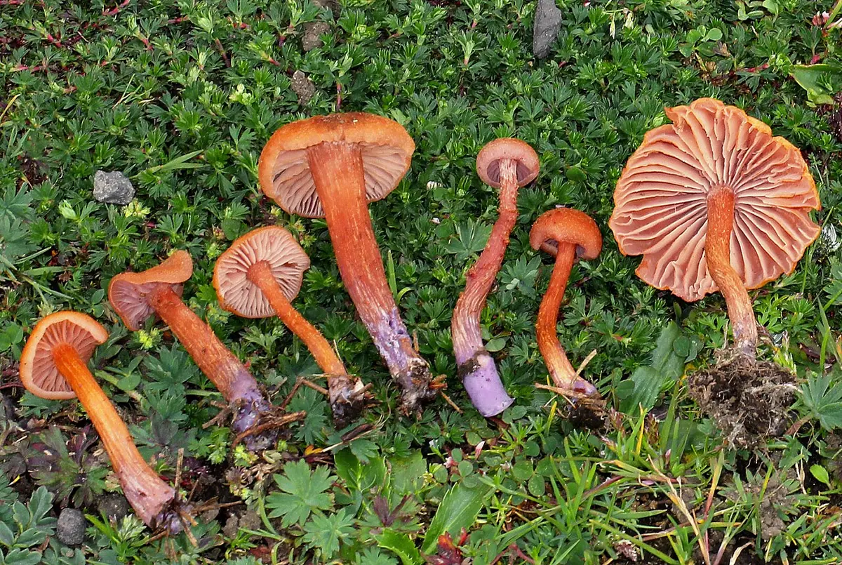 Lakówka dwubarwna (Laccaria bicolor)