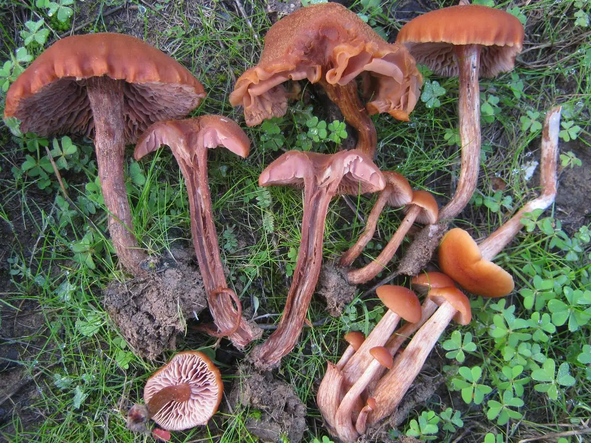 Lakówka okazała (Laccaria proxima) — zdjęcie 1 z 4