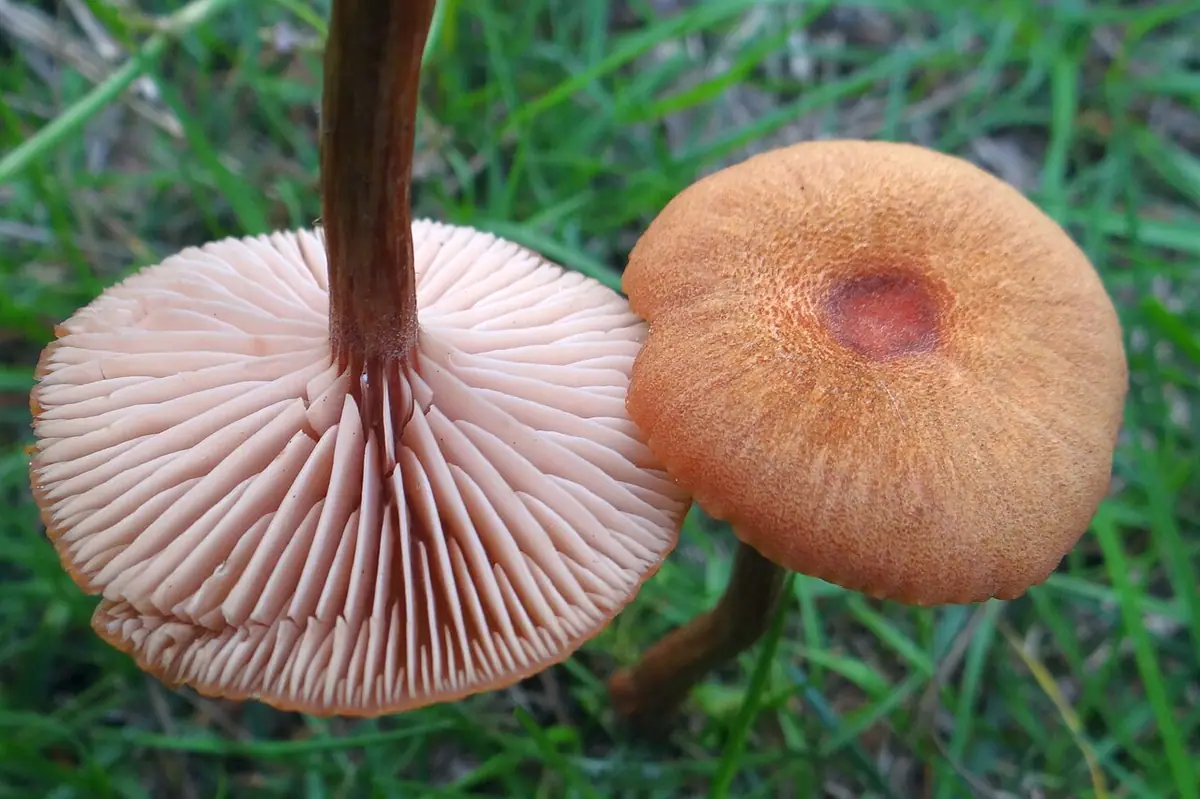 Lakówka pospolita (Laccaria laccata)