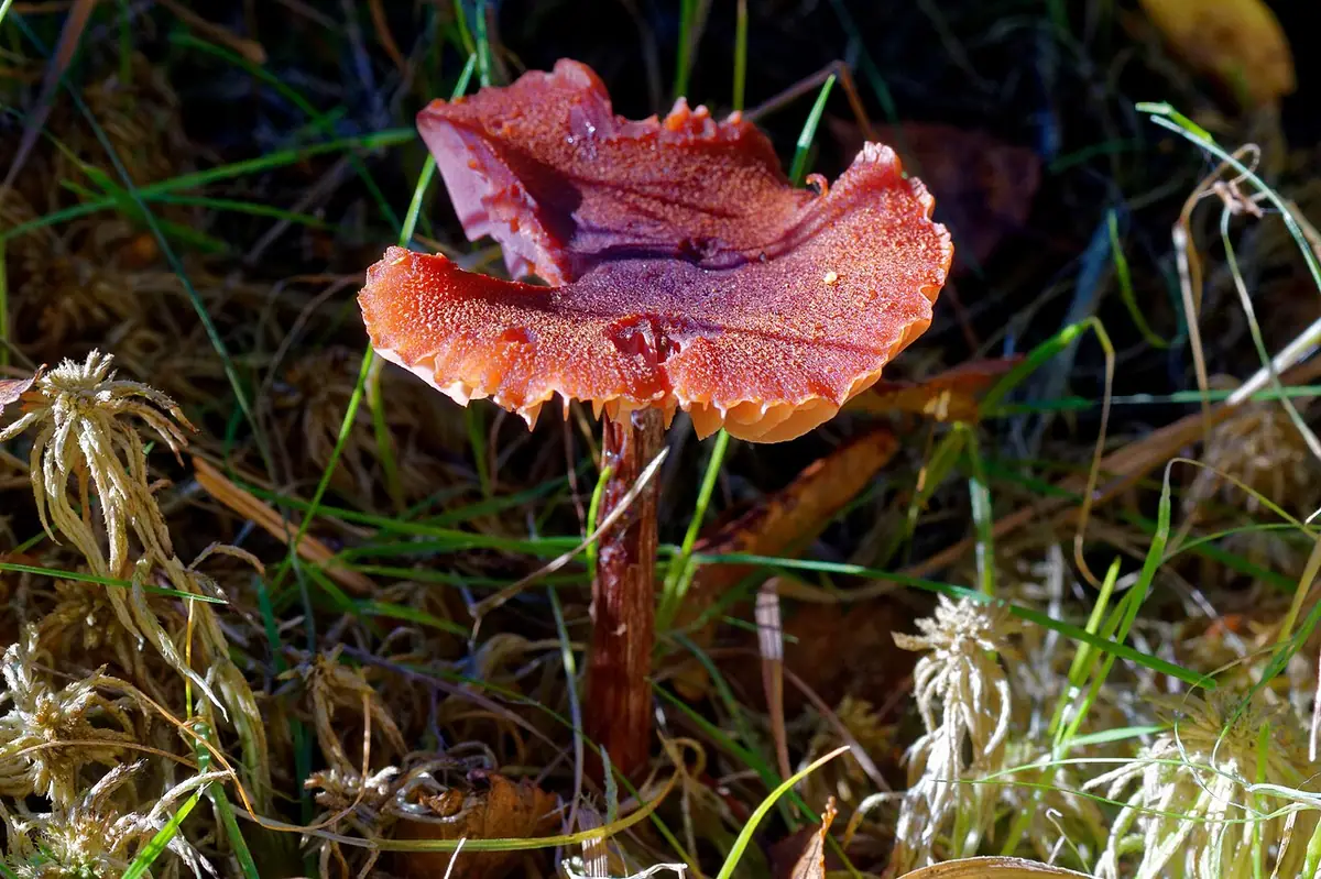 Lakówka purpurowobrązowa (Laccaria purpureobadia) — zdjęcie 1 z 4