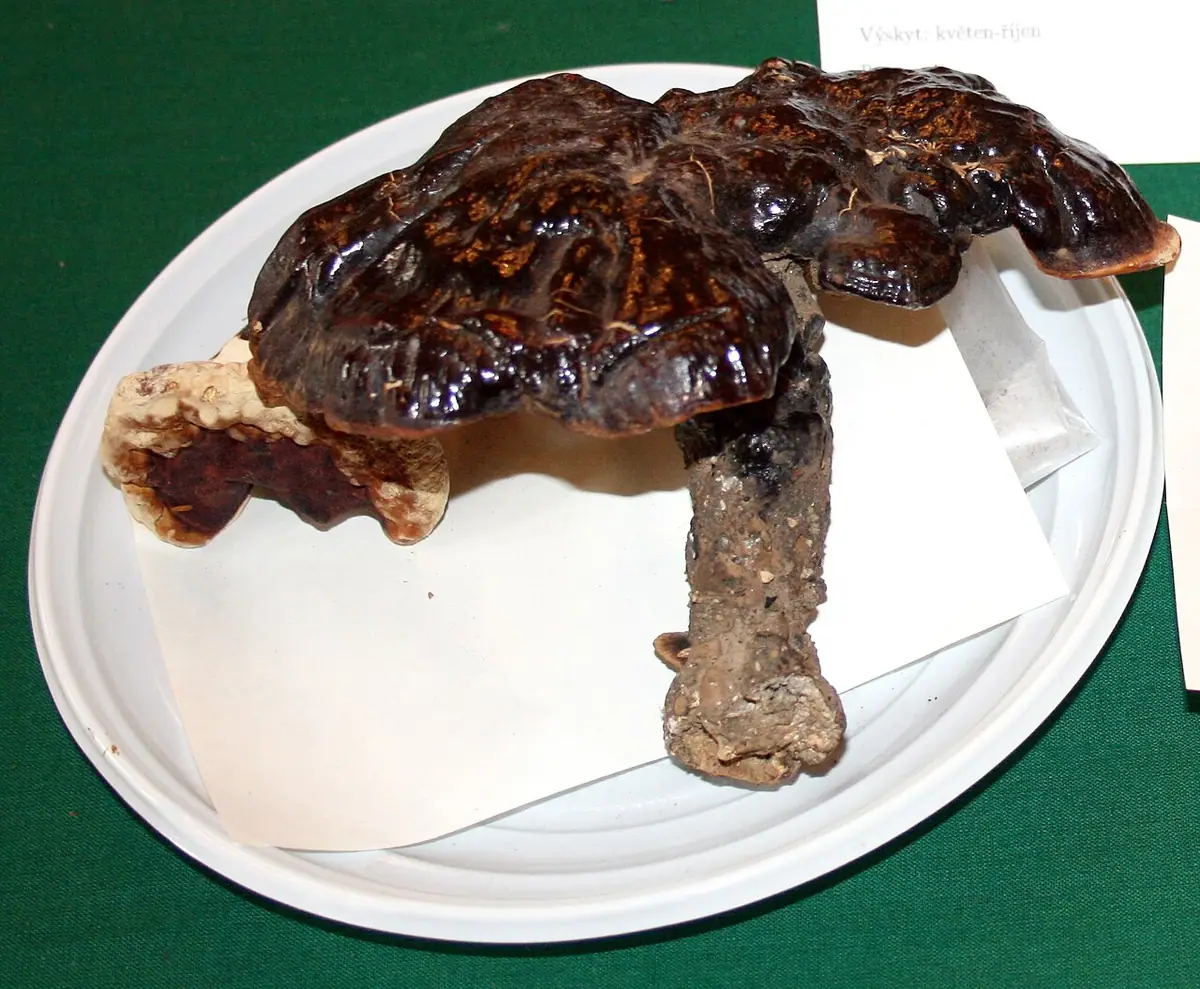 Lakownica brązowoczarna (Ganoderma carnosum) — zdjęcie 1 z 4
