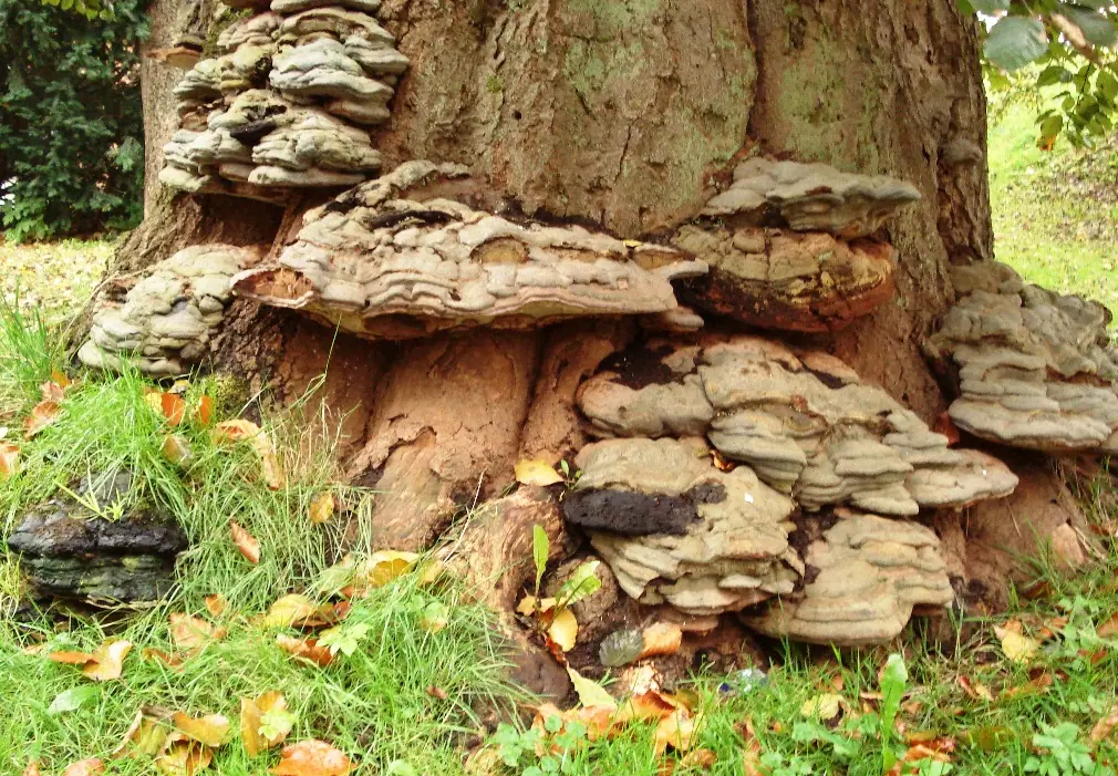 Lakownica czerwonawa (Ganoderma pfeifferi) — zdjęcie 1 z 2