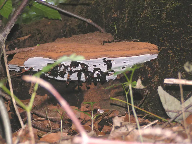 Lakownica spłaszczona (Ganoderma applanatum) — zdjęcie 1 z 4