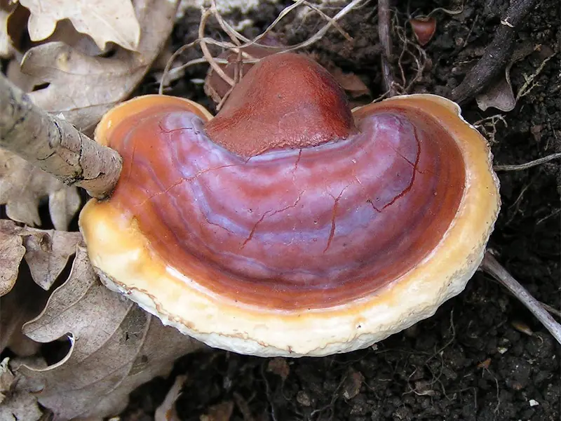 Lakownica żółtawa (Ganoderma lucidum) — zdjęcie 1 z 4