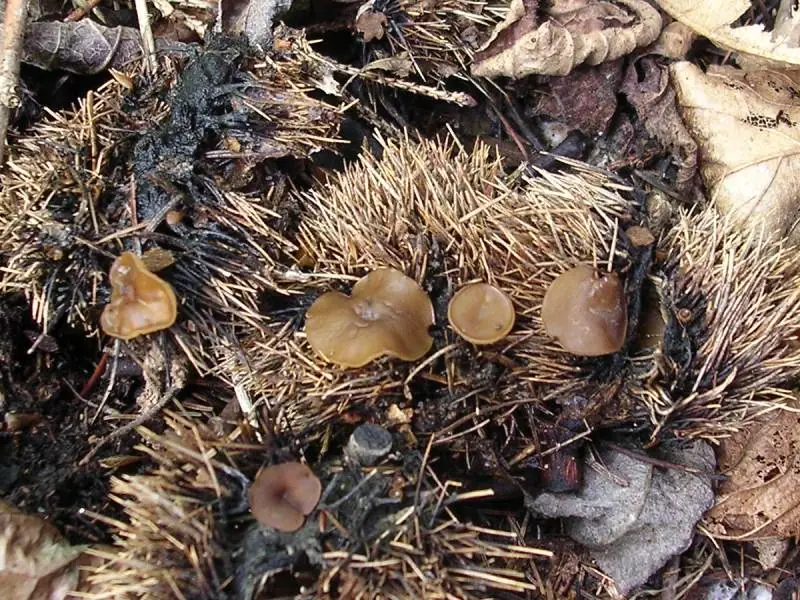 Lanzia echinophila — zdjęcie 1 z 4