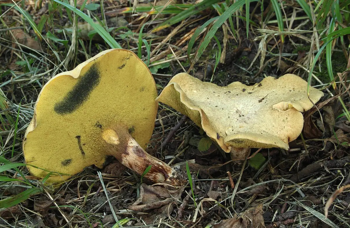 Lejkoporek olszowy (Gyrodon lividus) — zdjęcie 1 z 4