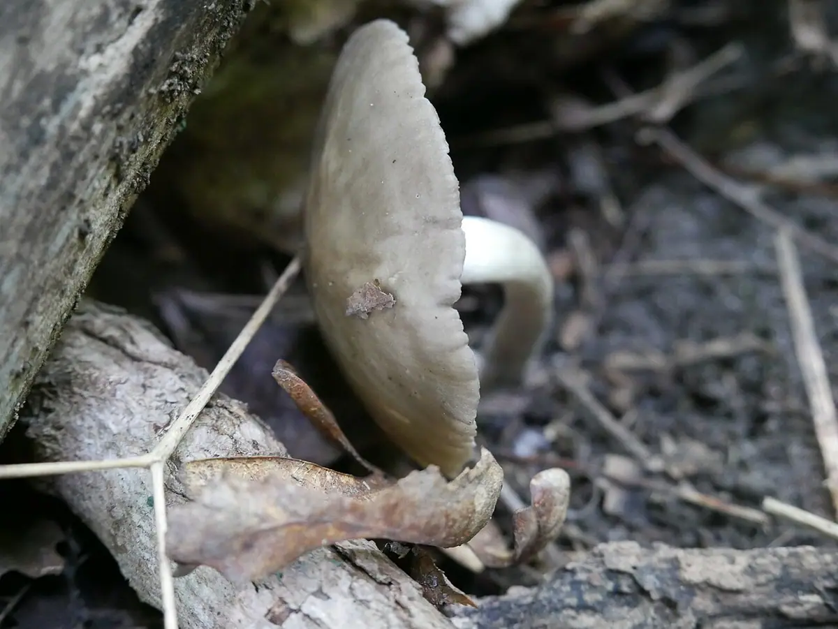 Lejkóweczka postrzępiona (Clitocybula lacerata)