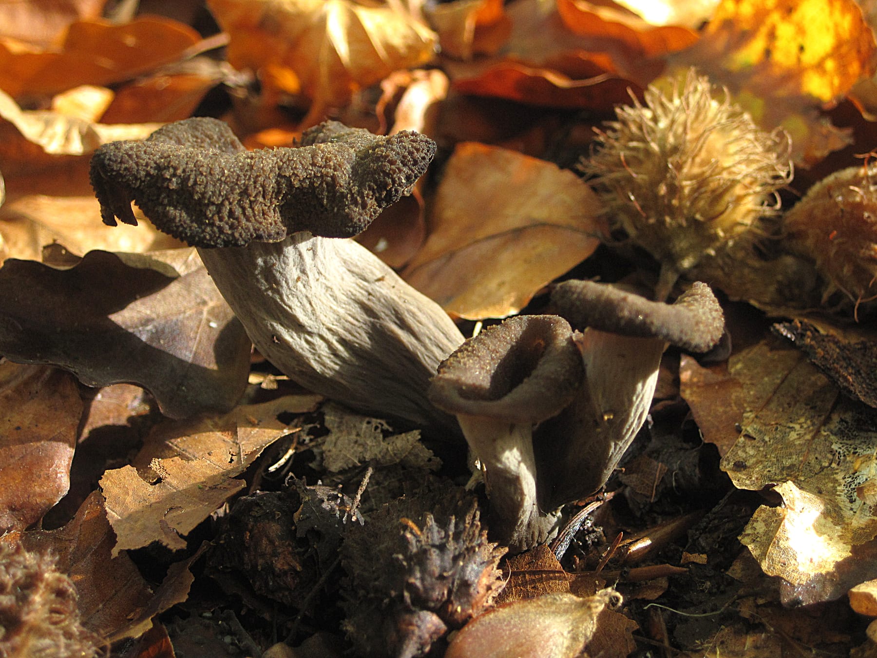 Lejkowiec dęty (Craterellus cornucopioides) — zdjęcie 1 z 4