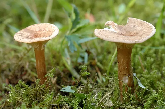 Lejkówka alpejska (Clitocybe bresadolana) — zdjęcie 1 z 3