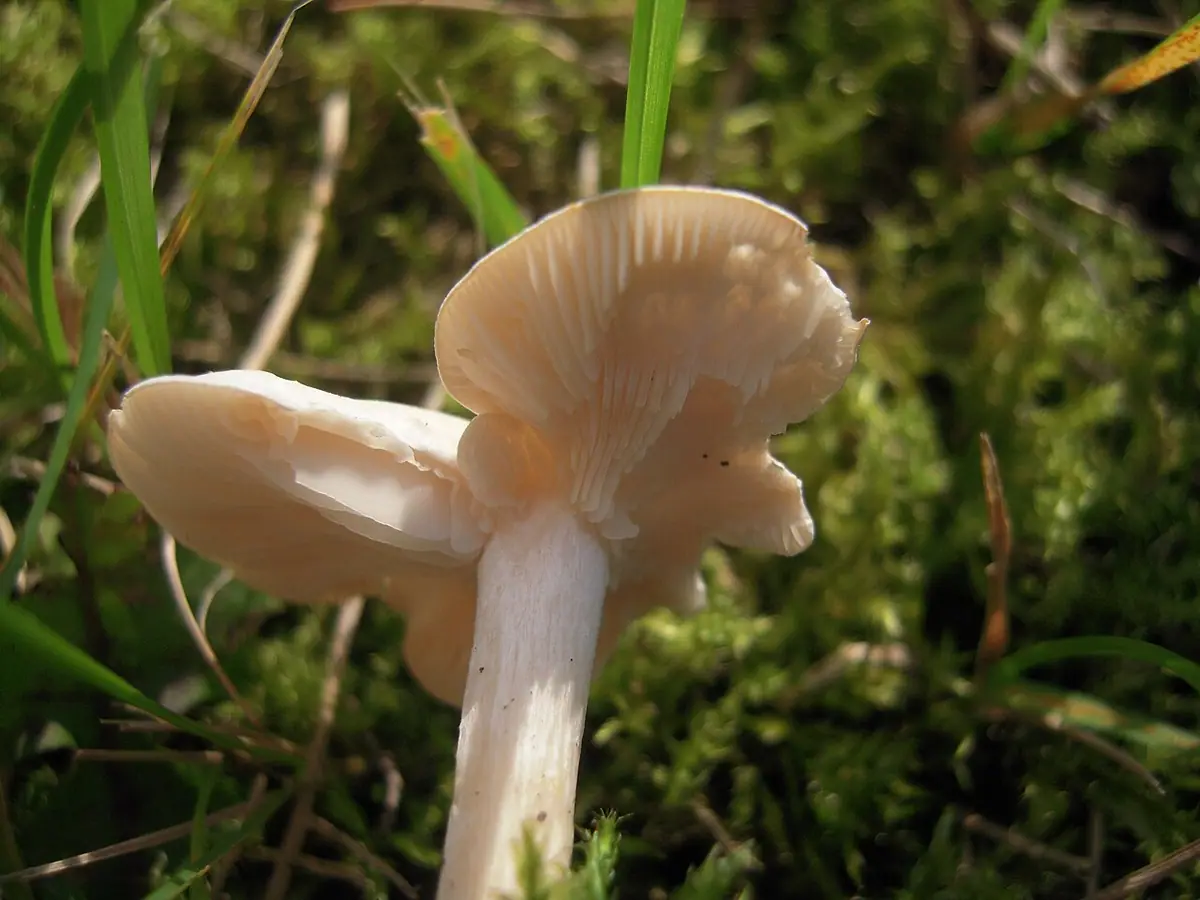 Lejkówka biaława (Clitocybe candicans) — zdjęcie 1 z 4
