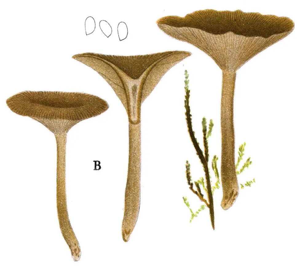 Lejkówka blednąca (Clitocybe pseudo-obbata)
