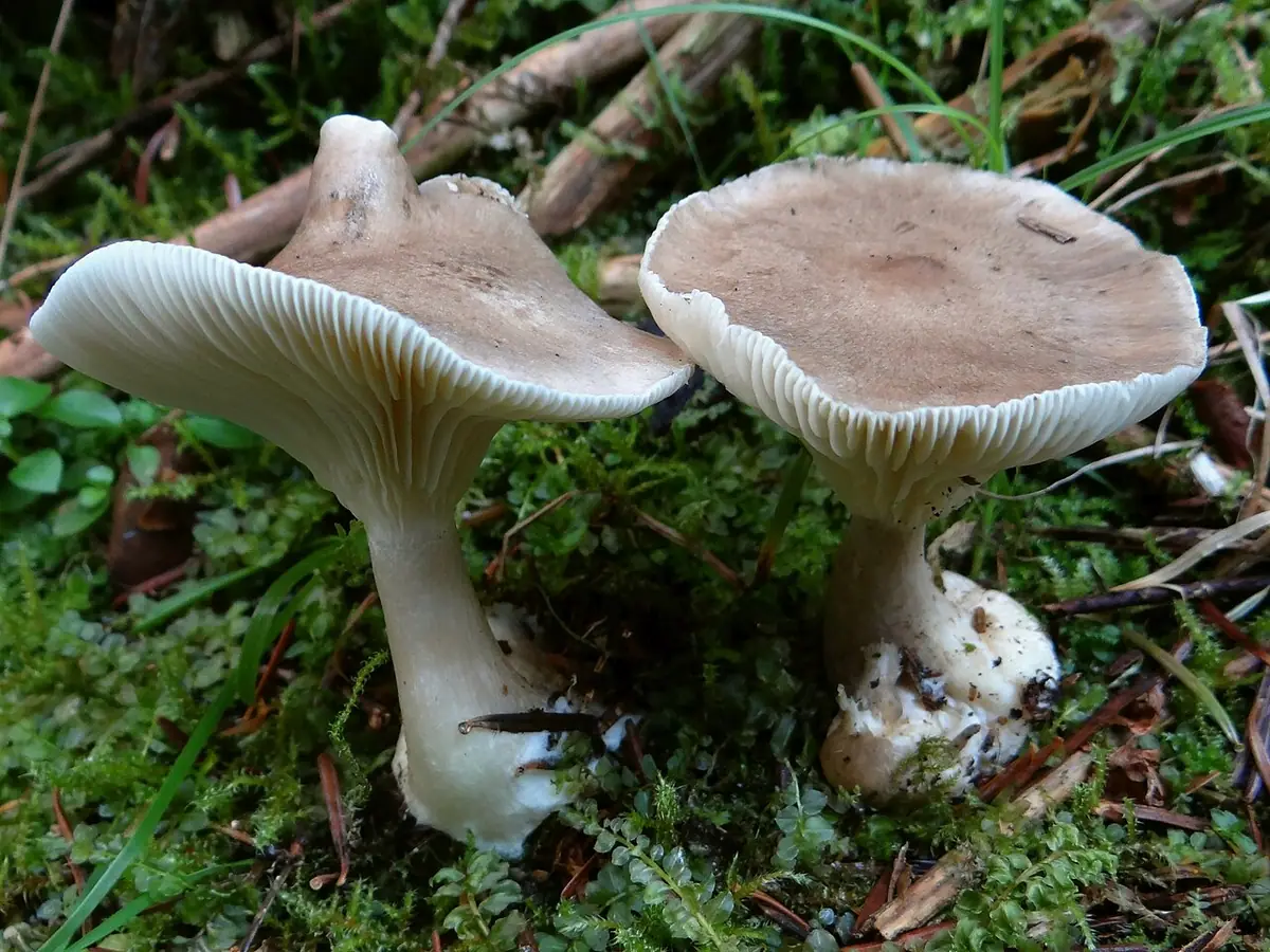 Lejkówka buławotrzonowa (Ampulloclitocybe clavipes) — zdjęcie 1 z 4