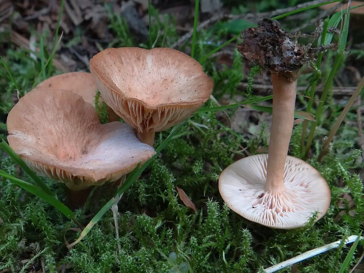 Lejkówka czerwonawa (Clitocybe sinopica) — zdjęcie 1 z 4