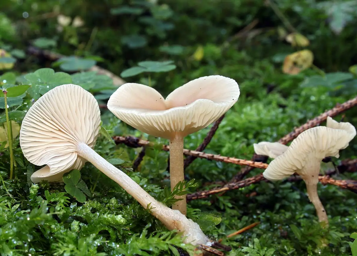 Lejkówka dusząca (Clitocybe fragrans) — zdjęcie 1 z 4