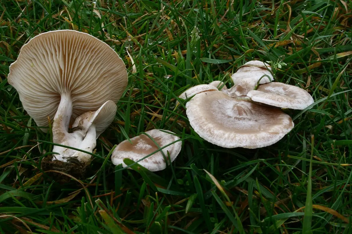 Lejkówka jadowita (Clitocybe rivulosa)
