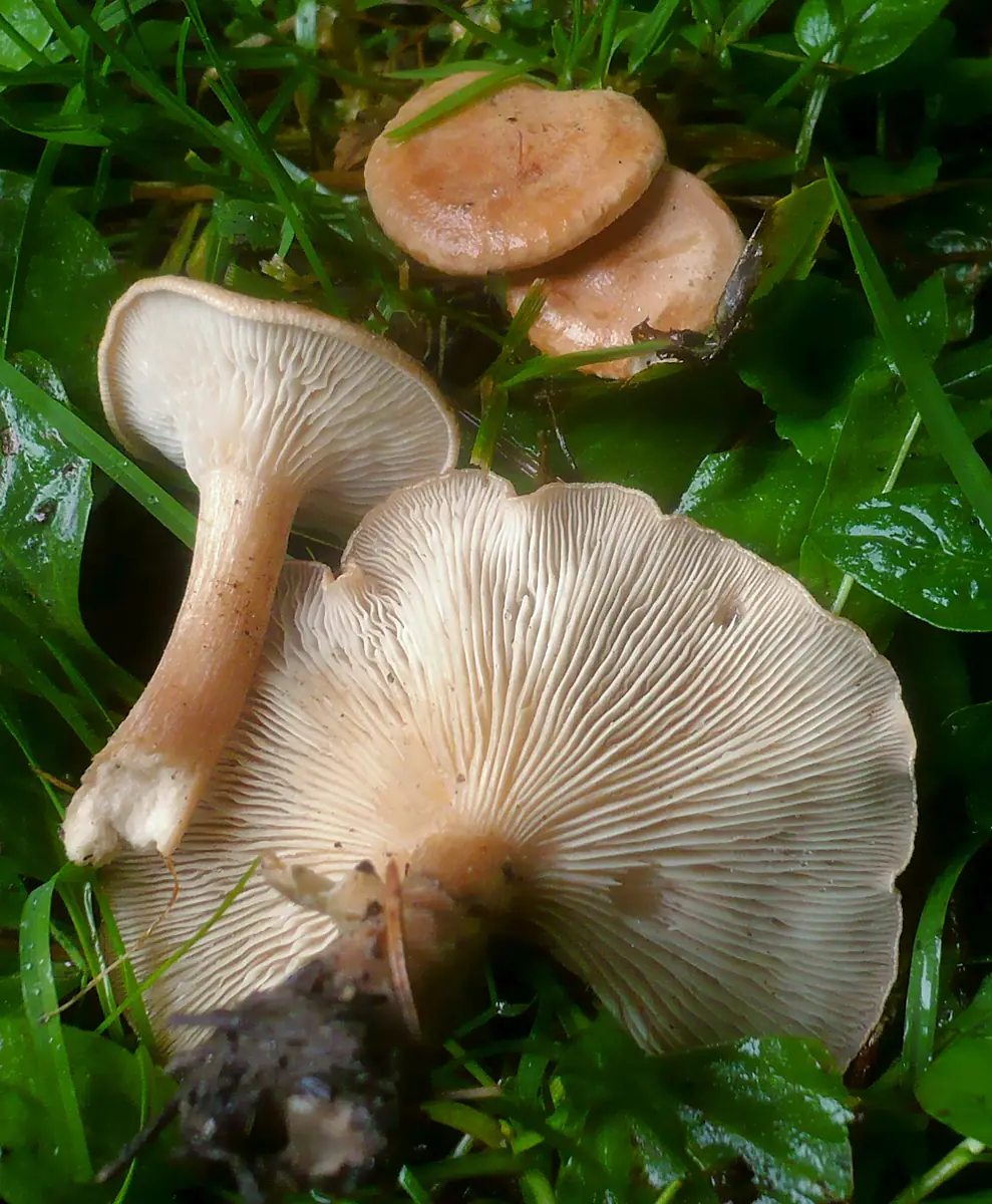 Lejkówka karbowana (Clitocybe costata)