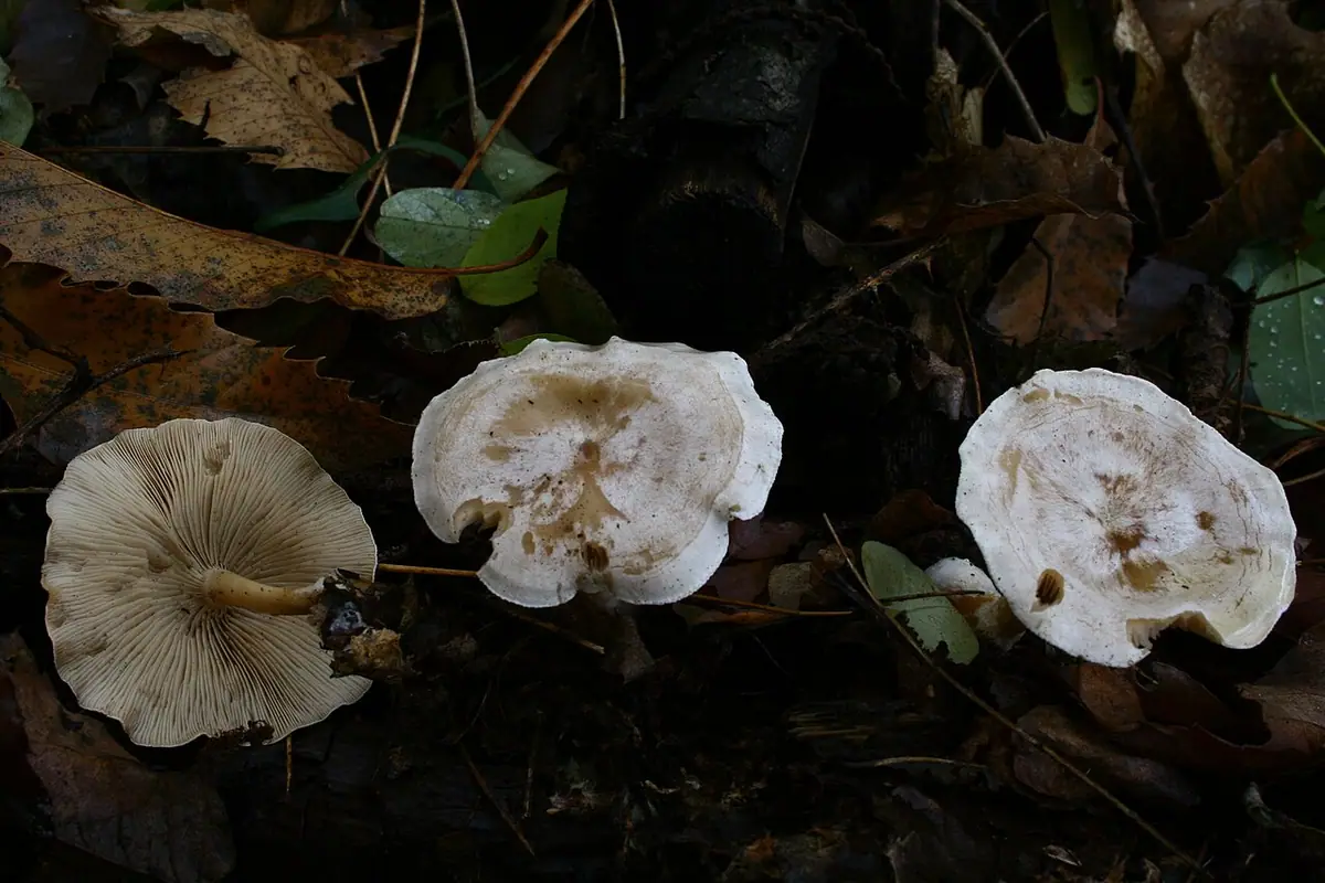 Lejkówka liściowa (Clitocybe phyllophila)