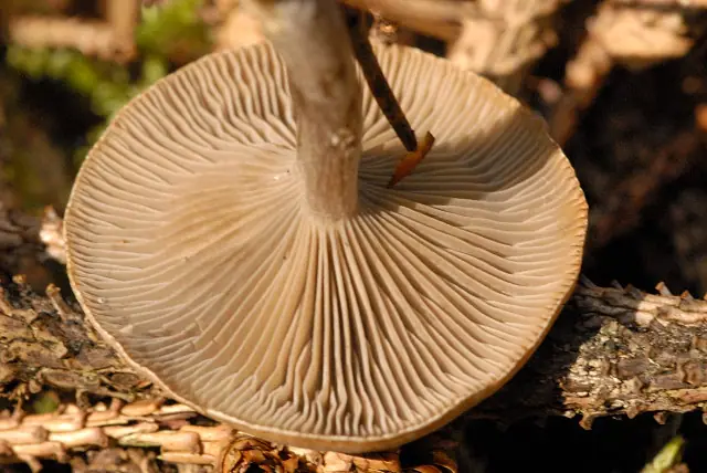 Lejkówka mączna (Clitocybe ditopa) — zdjęcie 1 z 4