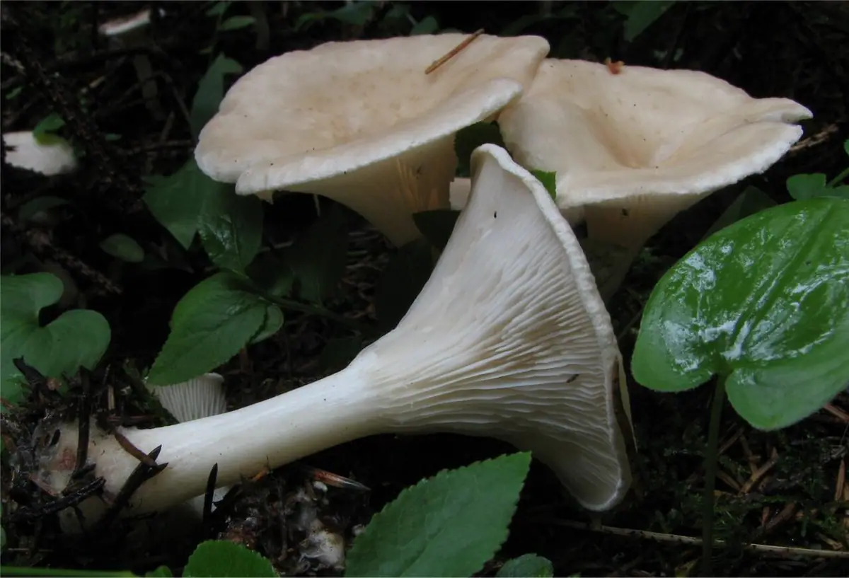 Lejkówka miseczkowata (Clitocybe catinus)