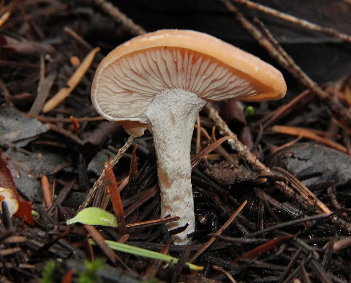Lejkówka modrzewiowa (Clitocybe vermicularis) — zdjęcie 1 z 4