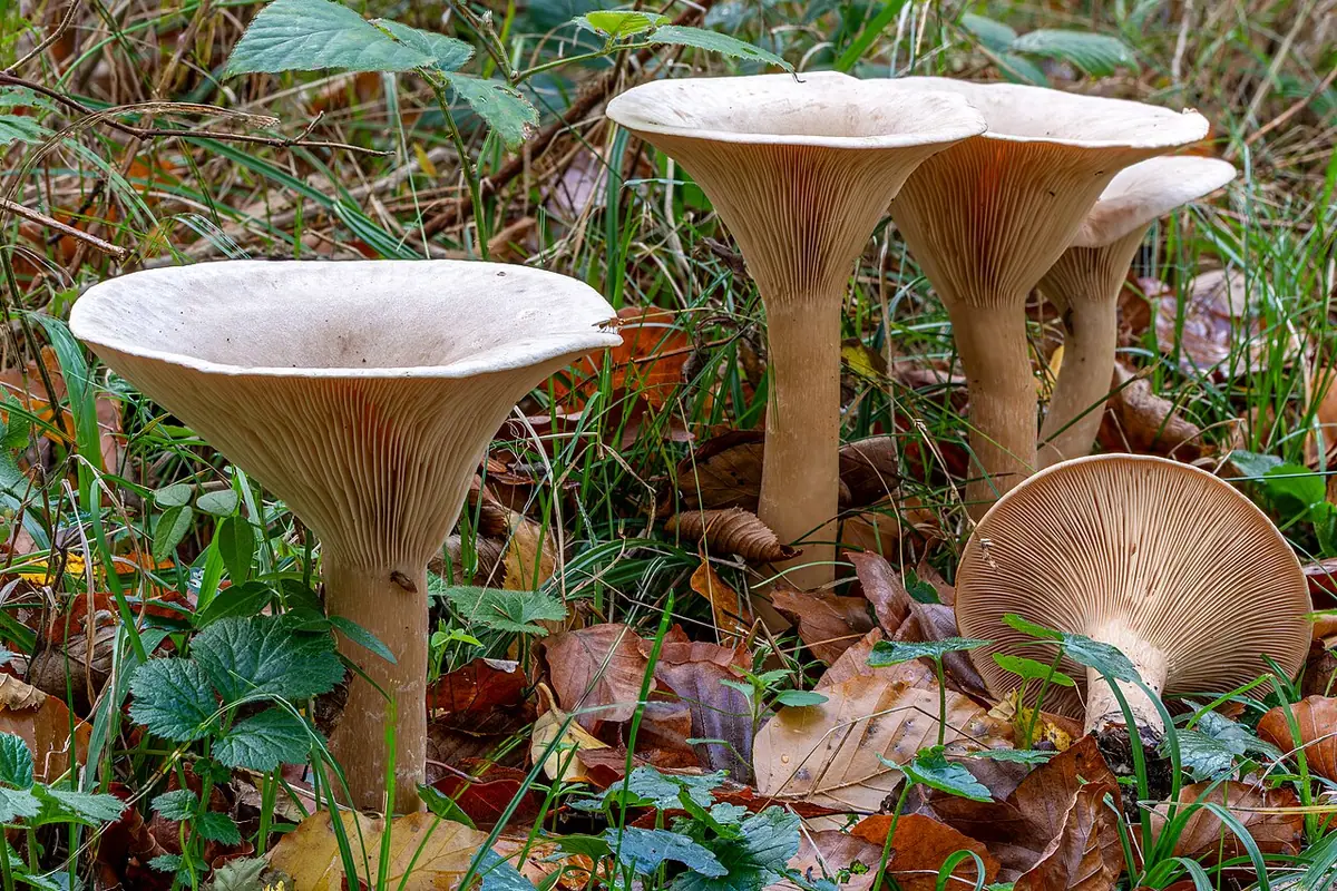 Lejkówka okazała (Infundibulicybe geotropa)
