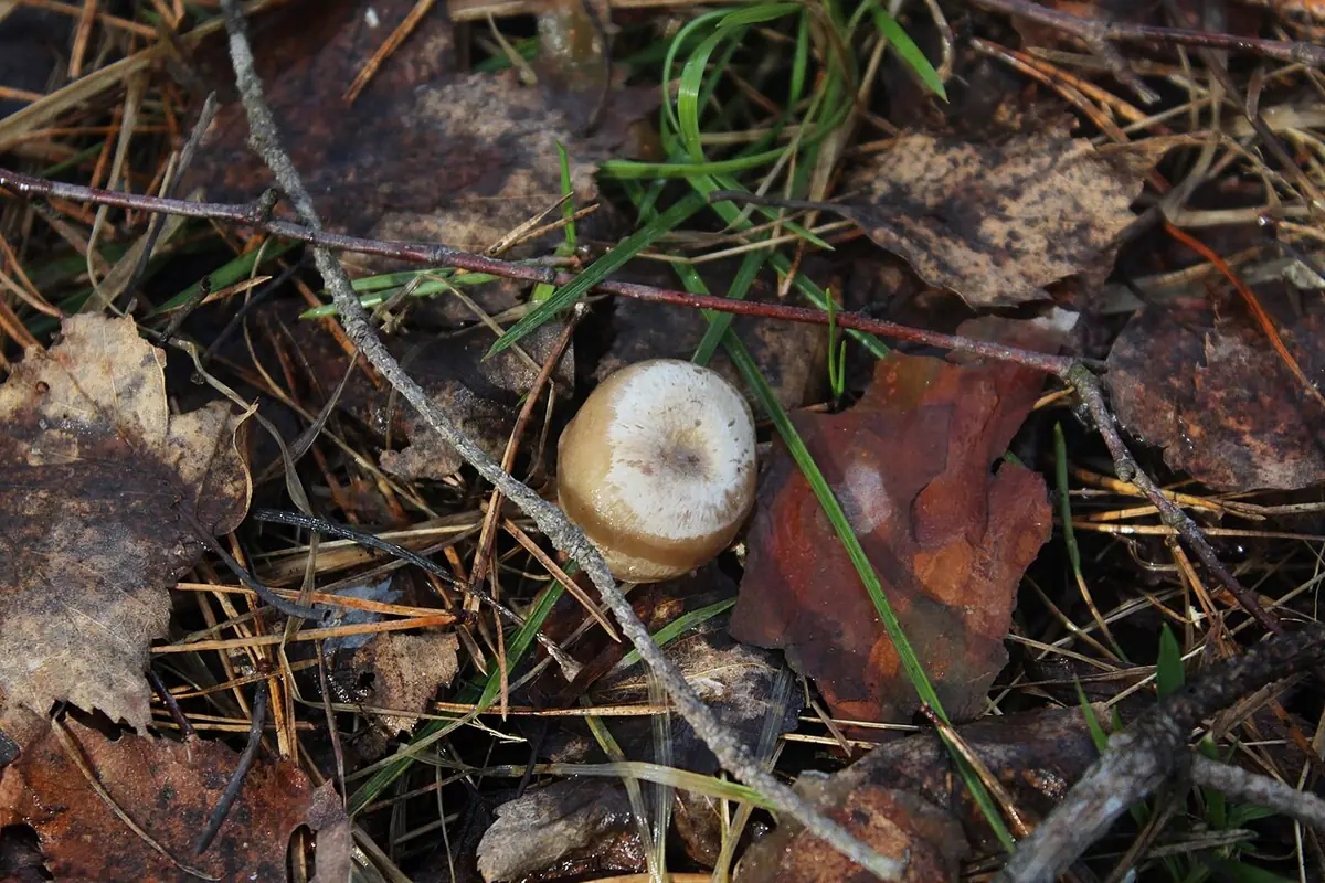 Lejkówka oszroniona (Clitocybe pruinosa) — zdjęcie 1 z 4