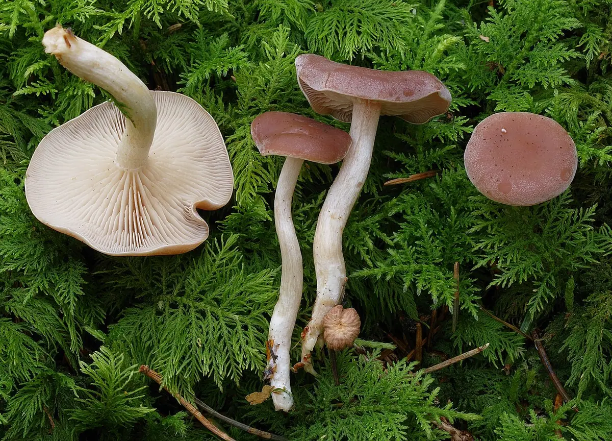 Lejkówka rdzawa (Clitocybe diatreta) — zdjęcie 1 z 4