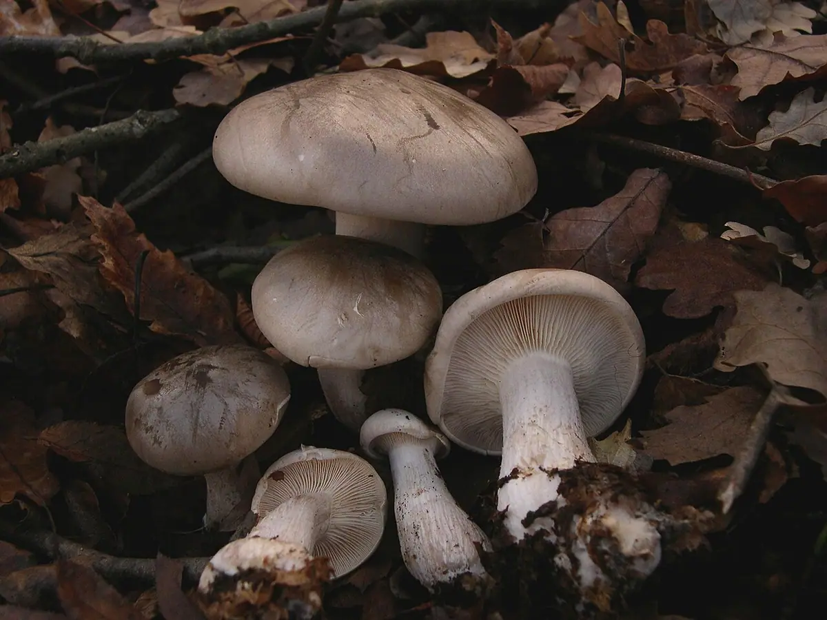 Lejkówka szarawa (Clitocybe nebularis)