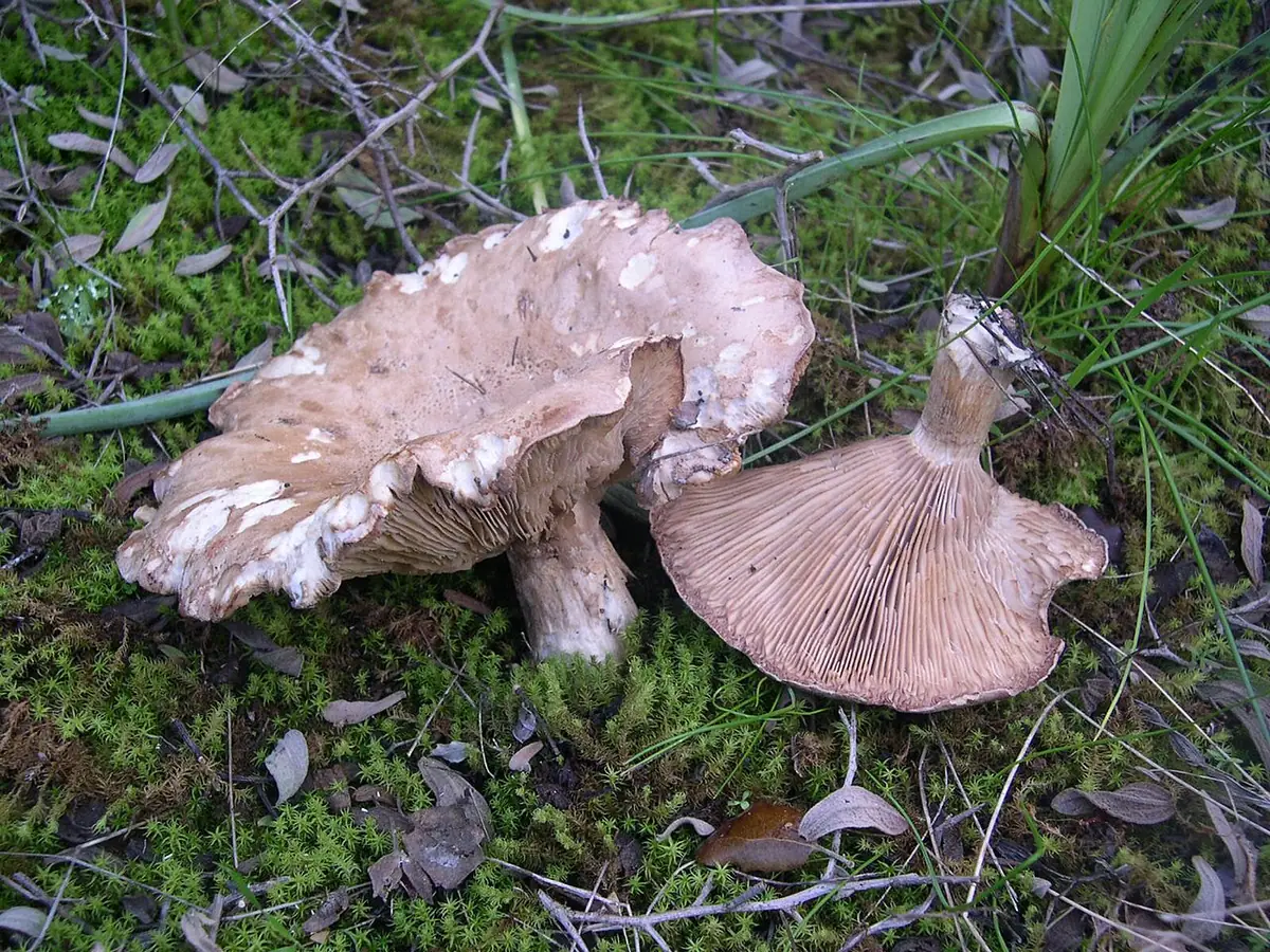 Lejkówka szarobrązowa (Clitocybe alexandri) — zdjęcie 1 z 4