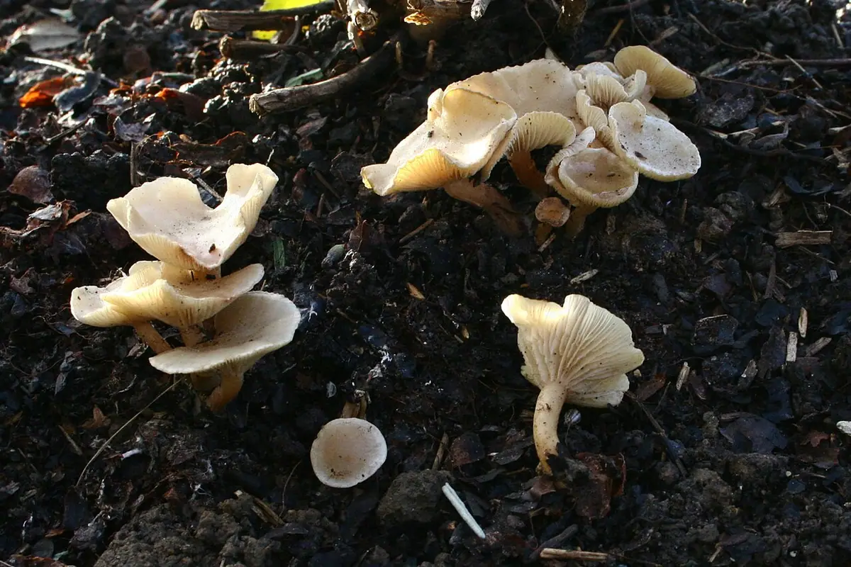 Lejkówka wąskoblaszkowa (Clitocybe agrestis) — zdjęcie 1 z 4